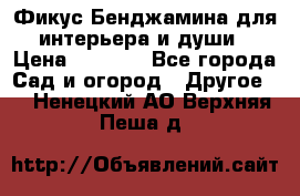 Фикус Бенджамина для интерьера и души › Цена ­ 2 900 - Все города Сад и огород » Другое   . Ненецкий АО,Верхняя Пеша д.